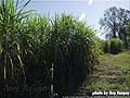 Guy Fanguy - Artist - Photographer - Guy Fanguy - Sugar Cane Farming - Louisiana (1).jpg Size: 71607 - 1